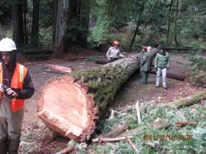 Douglas-fir log