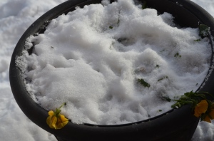 Pansies in the snow