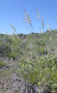 Serpentine reedgrass
