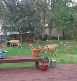 Four deer in the backyard