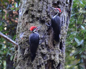 Two piliated woodpeckers on tree